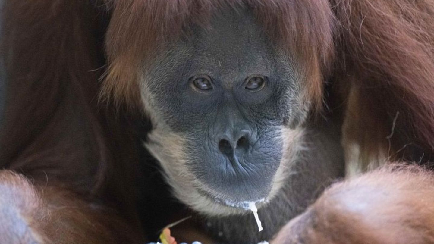 Tiere: Orang-Utan-Haus im Zoo Dresden eröffnet: Rekord-Investition