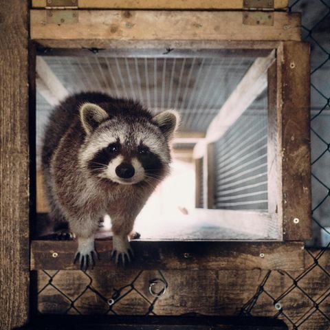 Waschbär in Scheune auf Lebenshof des Vereins in Marzahn
