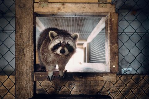 Waschbär in Scheune auf Lebenshof des Vereins in Marzahn