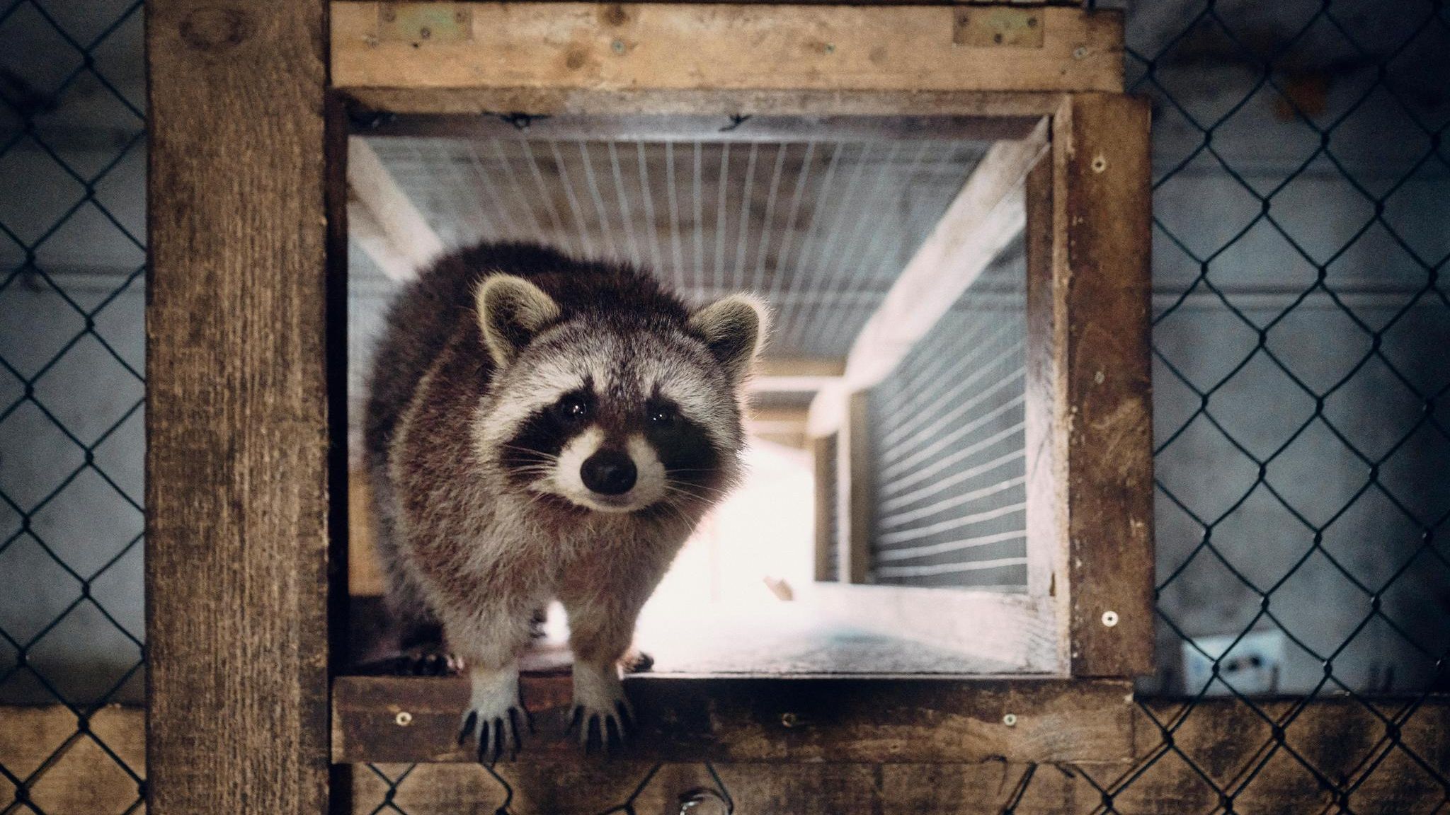Waschbär in Scheune auf Lebenshof des Vereins in Marzahn