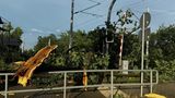 Umgestürzter Baum an einem Bahnübergang
