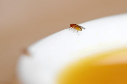 Drei Fallen für Obstfliegen im Test: Welche funktioniert am besten?