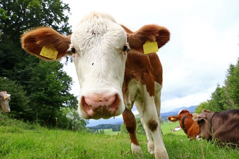 In England hat eine Kuh mutmaßlich vor 50 Jahren eine Rolex gefressen, die nun wieder aufgetaucht ist.