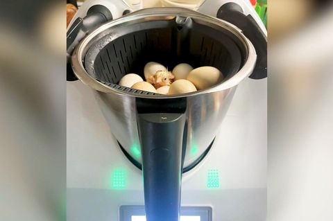 Küken aus dem Kochtopf? Frau brütet Hühner im Thermomix aus