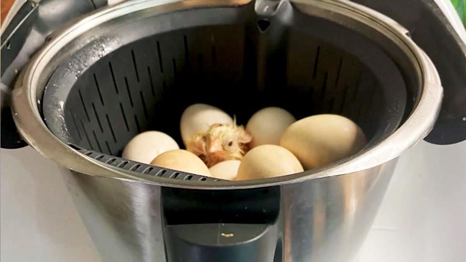 Küken aus dem Kochtopf? Frau brütet Hühner im Thermomix aus
