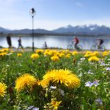 Die bayerische Alpendestination steht vor der Herausforderung, den Skitourismus trotz der Erderwärmung zu ermöglichen. Der Rückgang der Tage mit natürlichem Schnee dürfte sich laut Tourismusverband fortsetzen: Im Touri-Hotspot Oberstdorf geht eine Studie für das Jahr 2050 von 105 statt derzeit 118 Tagen mit Naturschnee aus.   Die Kunstschneekanonen sind umstritten. Die Allgäuer Tourismuswirtschaft rechtfertigt die technische Beschneiung damit, dass dadurch kein zusätzliches Wasser verbraucht werde. Drei von vier Bergbahnen betrieben zudem die Schneekanonen per Öko-Strom. Umweltschützer halten von der Technik trotzdem nichts. "Der Bund Naturschutz lehnt den Einsatz von Kunstschnee ab, weil er zahlreiche negative Auswirkungen auf die Natur hat und den notwendigen Strukturwandel auf Kosten der Allgemeinheit unnötig hinauszögert", betont der Umweltverband.