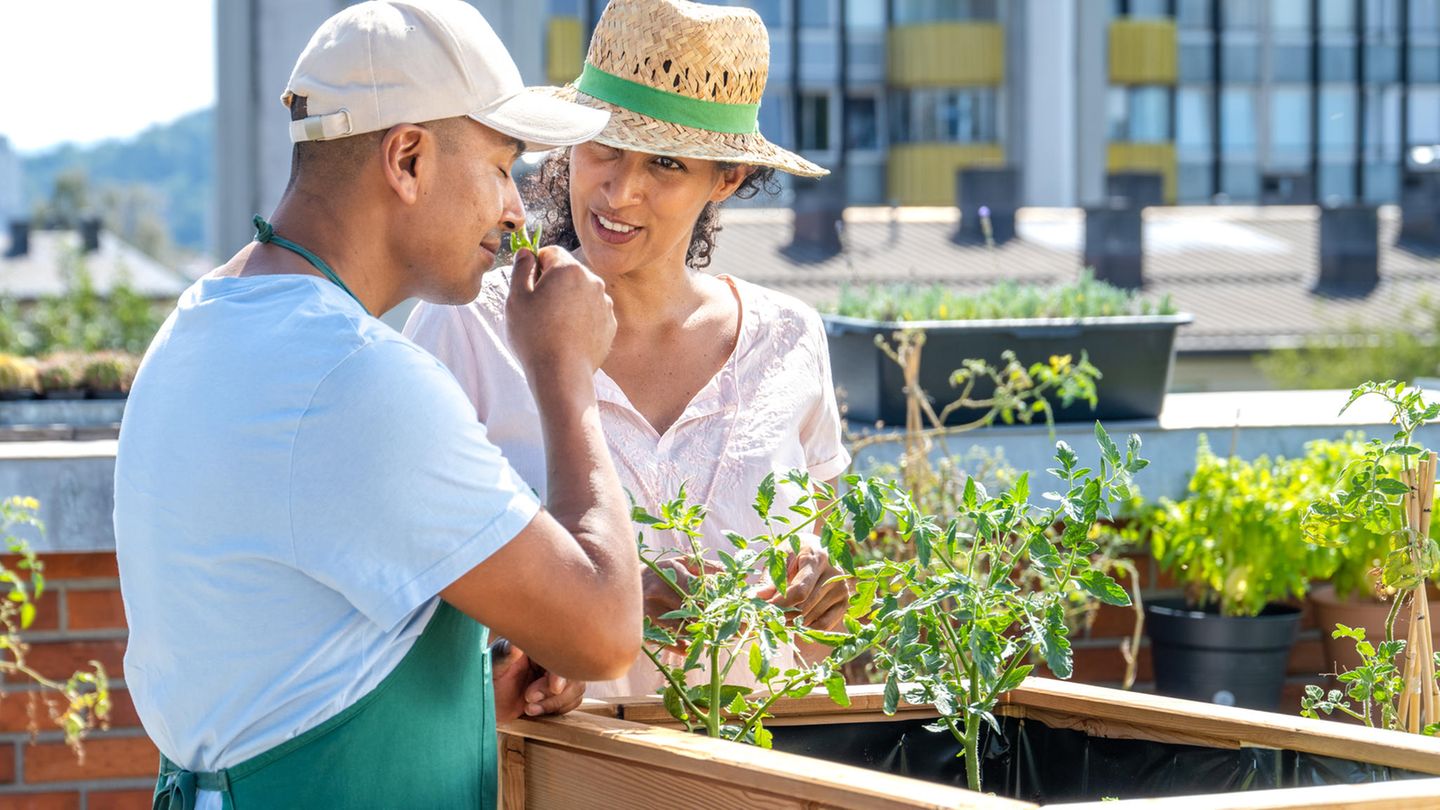 Garden deals on Friday: Raised bed for only 53 instead of 126 euros