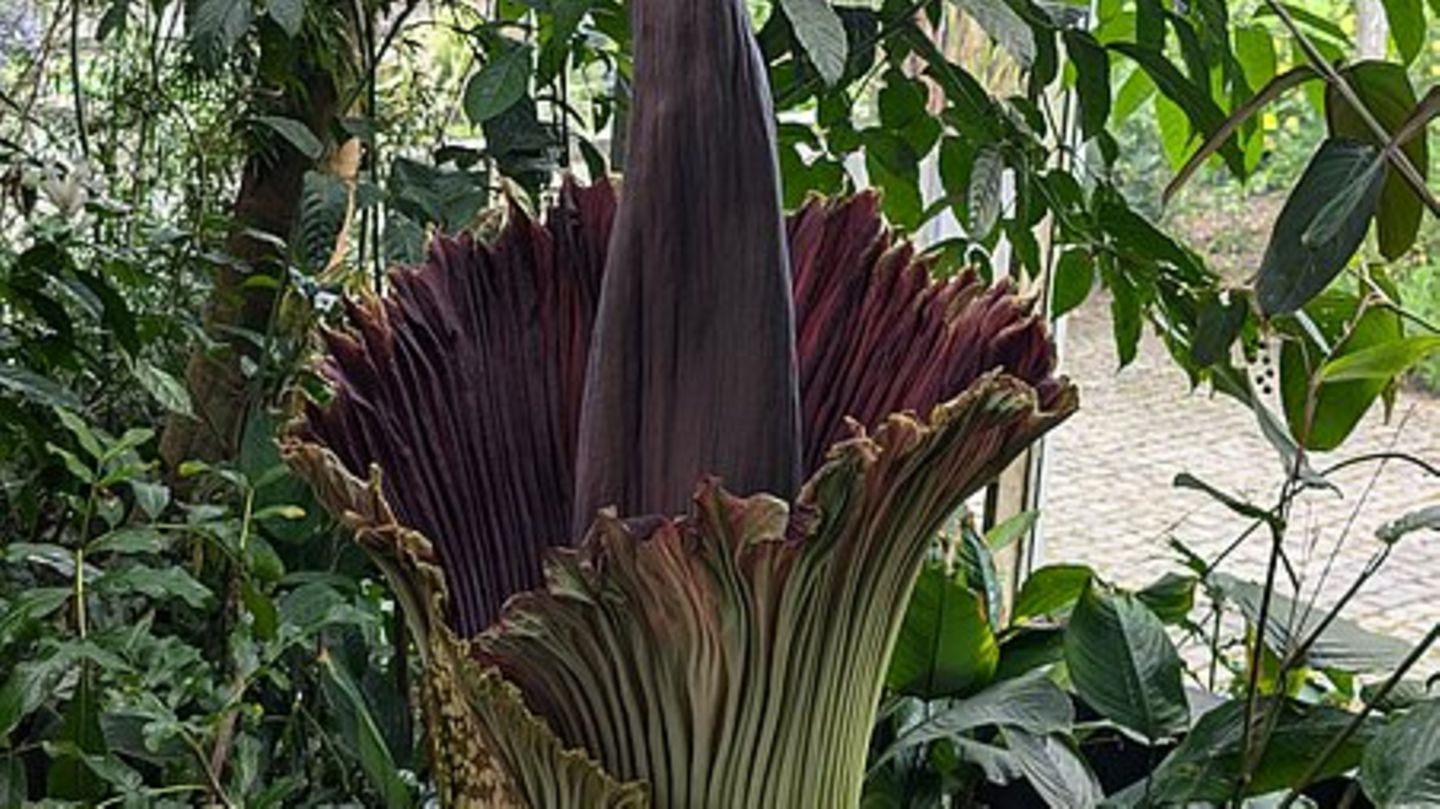 In Würzburg öffnet sich die Blüte des Titanenwurz