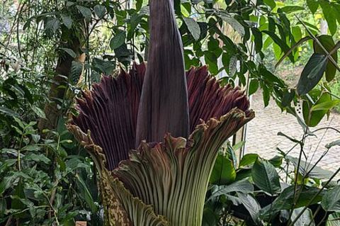 In Würzburg öffnet sich die Blüte des Titanenwurz