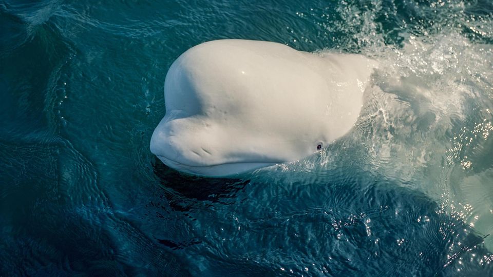 Der Kopf des Belugas "Hvaldimir" ragt aus dem Wasser