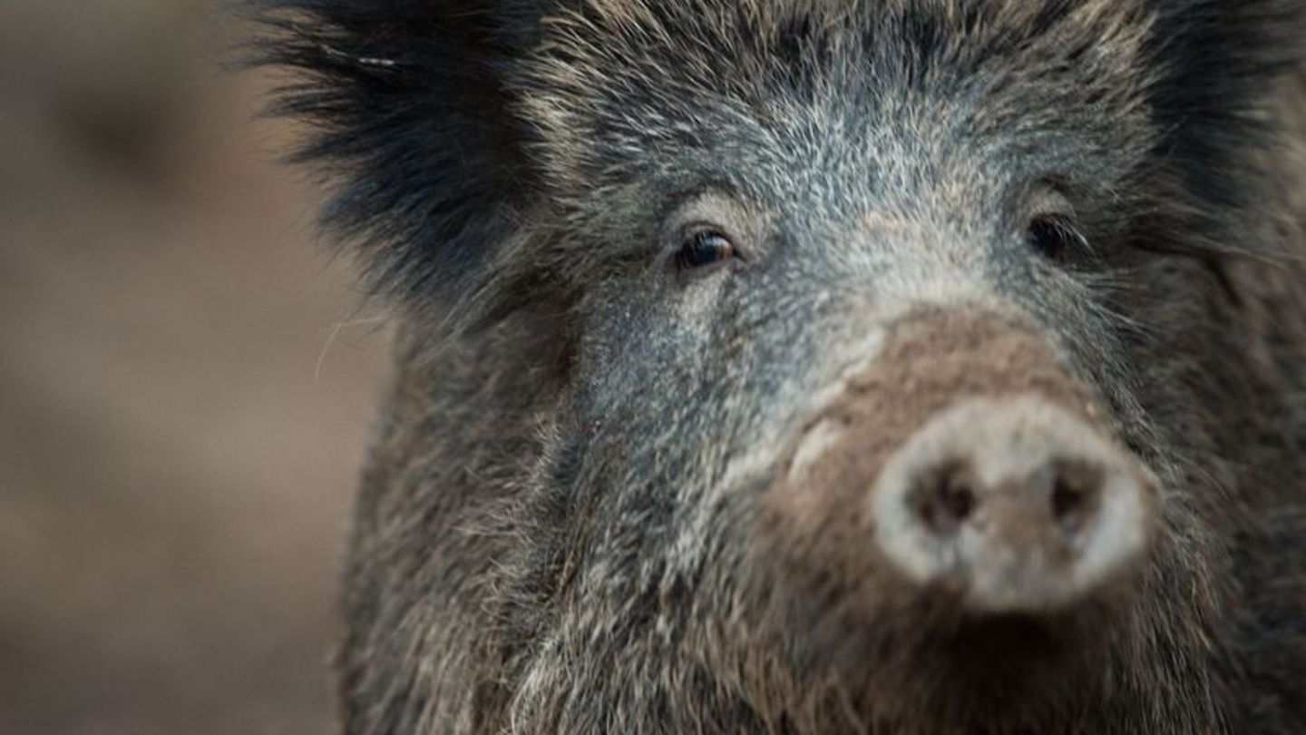 Tiere: Schweinepest: Weitere infizierte Wildschweine gefunden