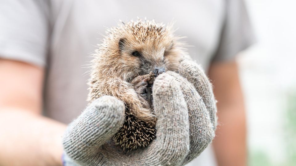 Ein behandschuhter Mann hält einen kleinen Igel in der Hand