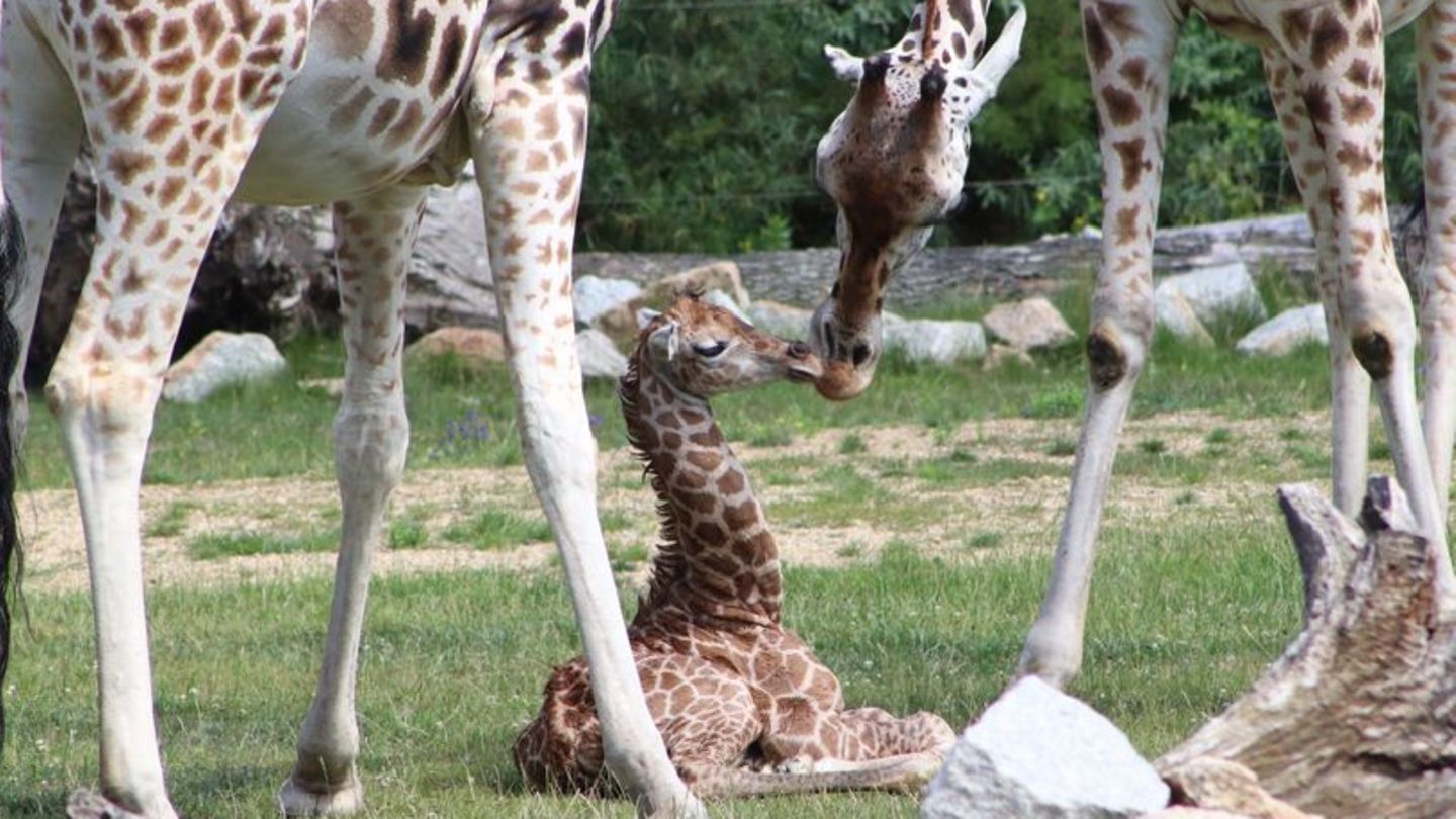 Tierpark Berlin: Besucher sind bei Giraffen-Geburt zufällig live dabei
