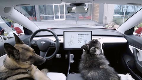 Tesla Dog Mode