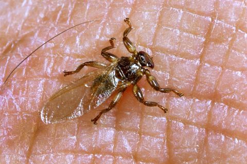 Eine Hirschlausfliege