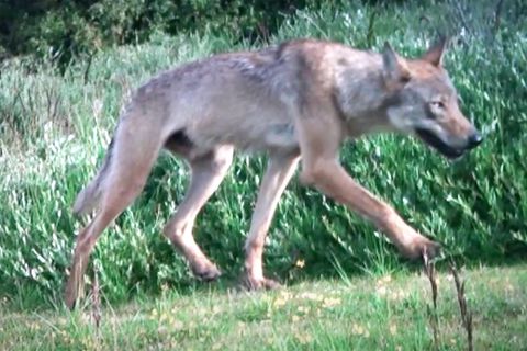 Wolf auf Norderney gesichtet - Raubtier kam wohl übers Watt