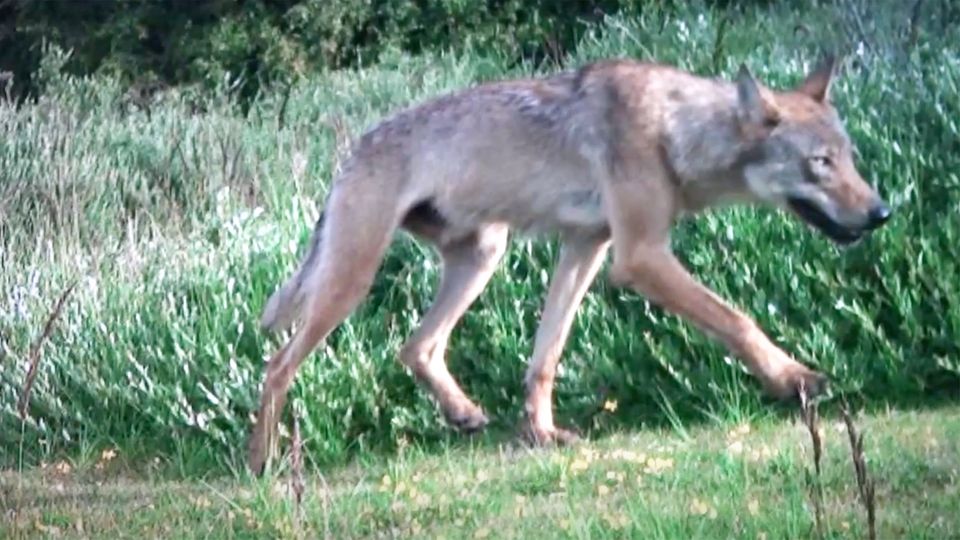 Wolf auf Norderney gesichtet - Raubtier kam wohl übers Watt