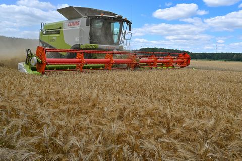 Ein Landwirt fährt im Mähdrescher über ein Getreidefeld