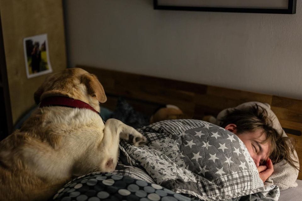 Haushund weckt Jungen am Morgen Haushund weckt Jungen am Morgen