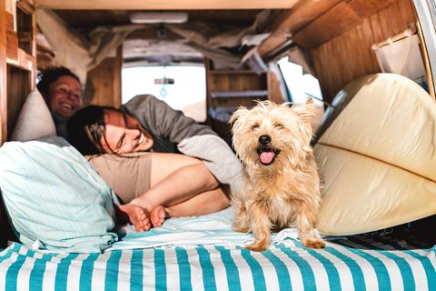 Reisen mit Hund: Pärchen mit Hund in einem Camper.