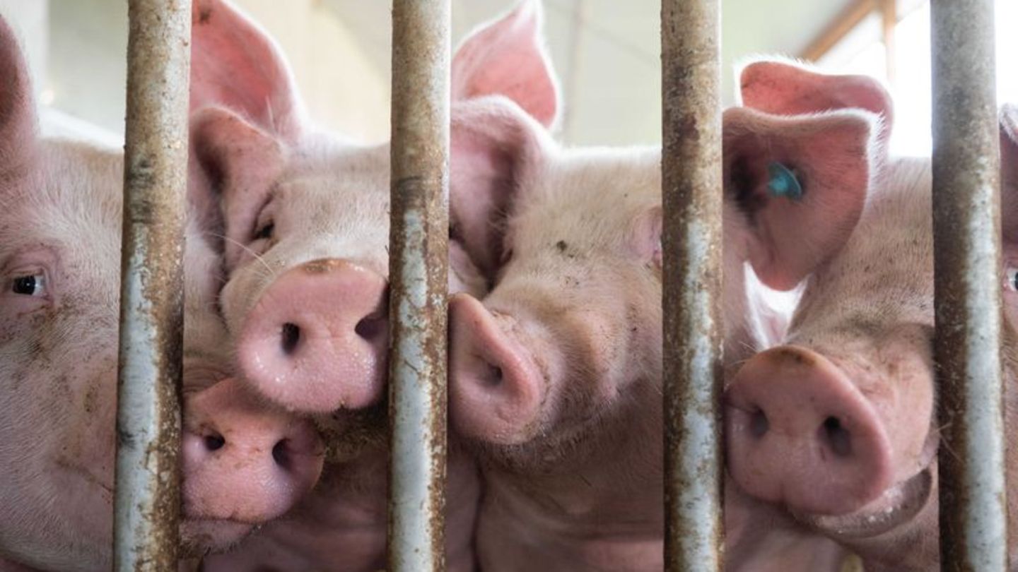 Nutztierhaltung: Weniger Schweine und Rinder in deutschen Ställen