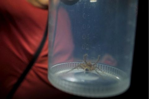 Unbekannte nachtaktive Spinnenart: Forscher machen unglaubliche Entdeckung