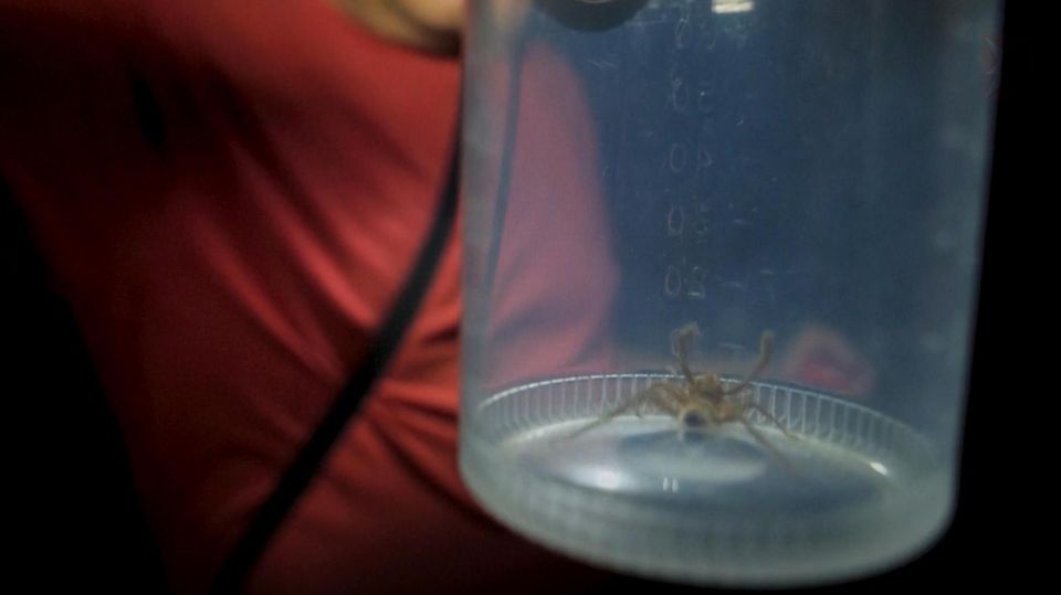 Unbekannte nachtaktive Spinnenart: Forscher machen unglaubliche Entdeckung