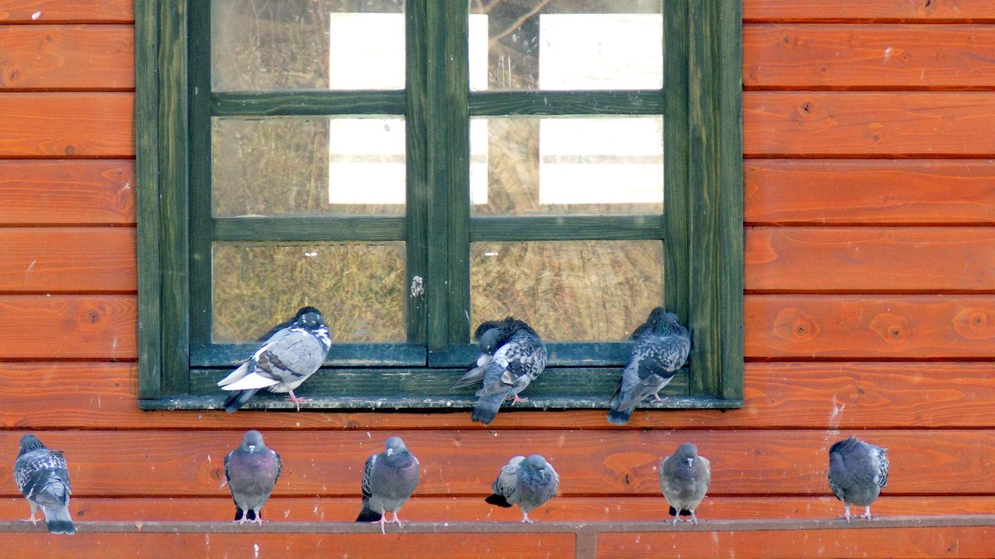 Abwehr: Tierfreundliche Tipps: So können Sie Tauben vertreiben, ohne ihnen zu schaden