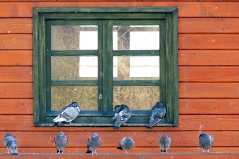 Herde von Tauben auf dem Fenster einer Holzhütte