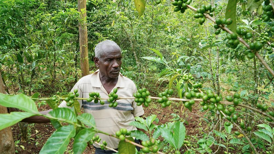 Asafa Munkura zwischen Kaffeesträuchern
