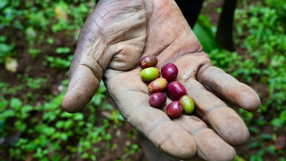 In Äthiopien mehr als nur ein Produkt: Kaffeebohnen