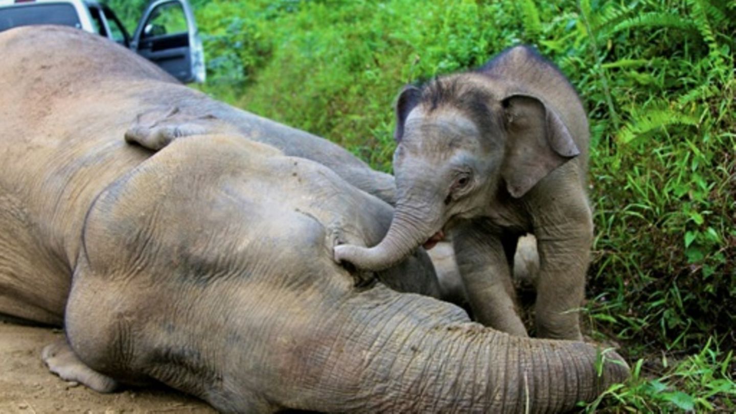 Alarmruf für den Borneo-Elefanten: Nur noch rund tausend Tiere in freier Wildbahn
