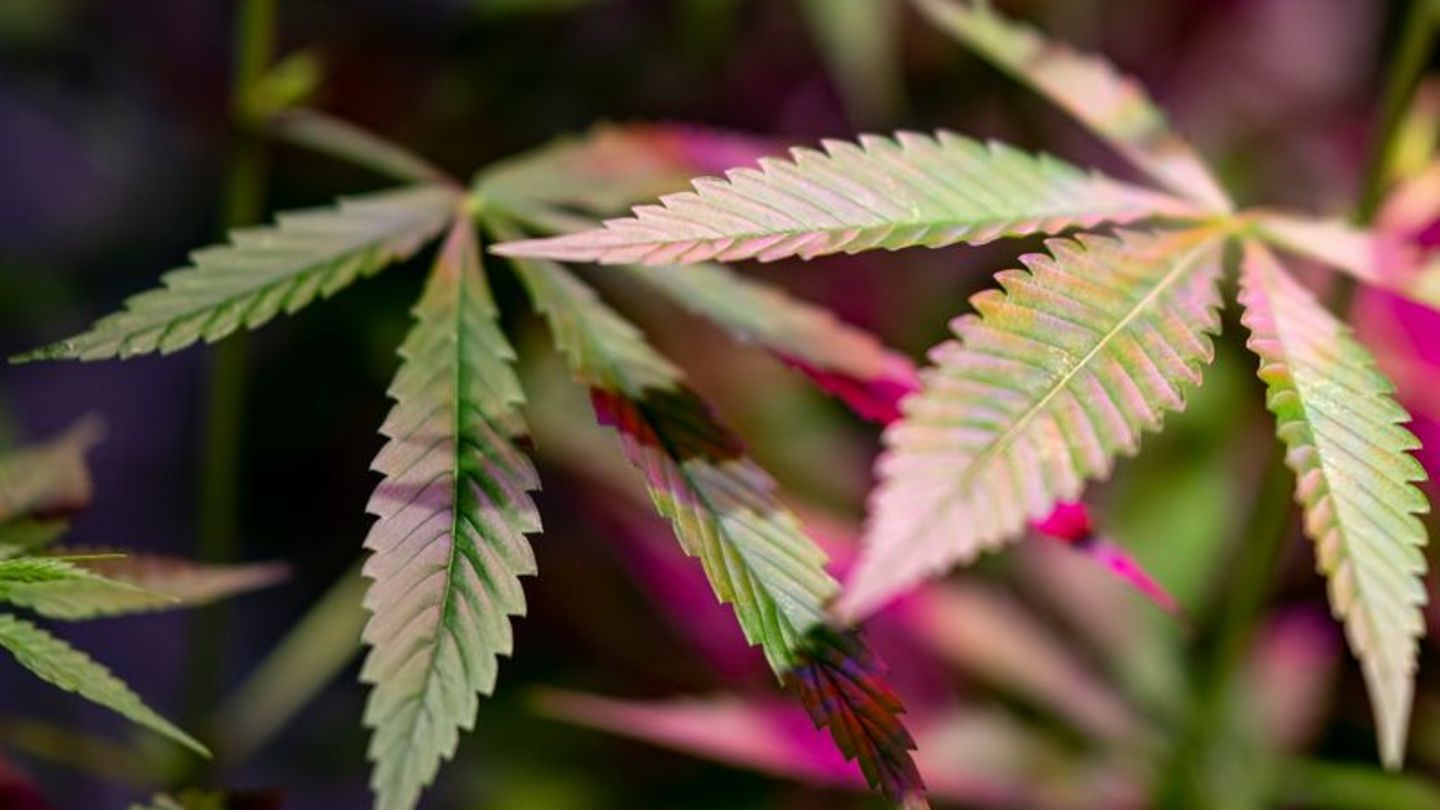 Kriminalität: Polizei entdeckt illegale Cannabisplantage in Scheune