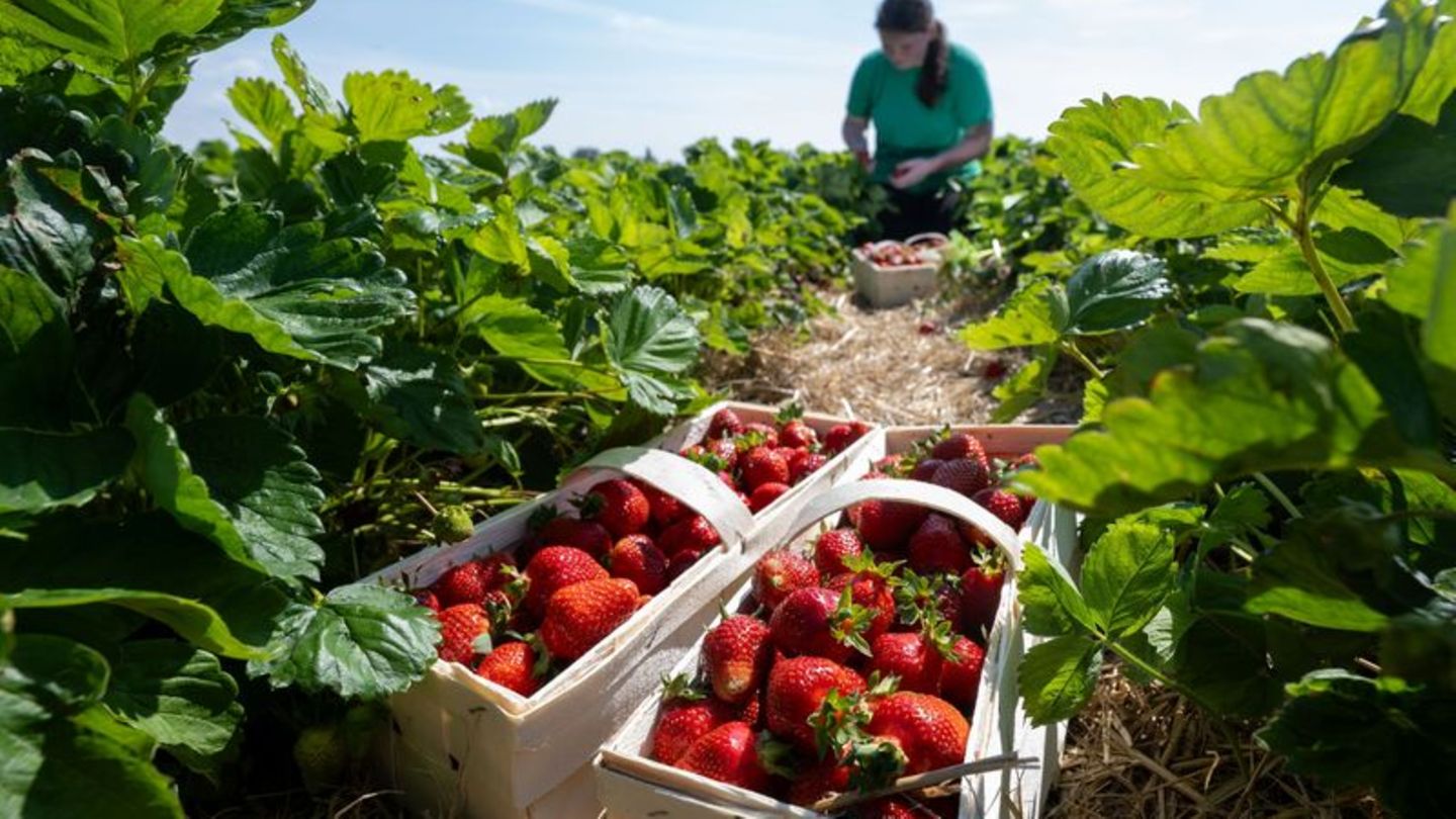Lebensmittel: Regen macht Erdbeer-Betrieben zu schaffen