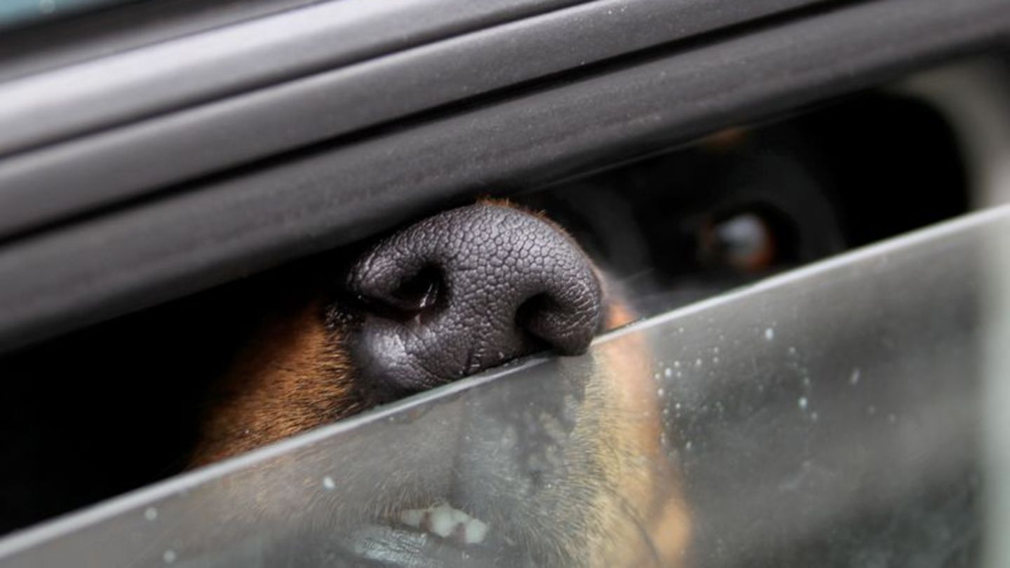 Notfall: Hund aus überhitztem Auto gerettet