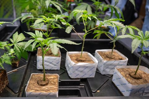 Mehrere Cannabis-Pflanzen stehen nebeneinander