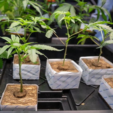 Mehrere Cannabis-Pflanzen stehen nebeneinander