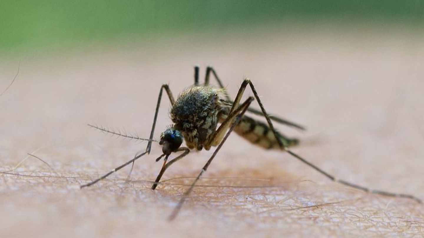 Mückenplage: Experte: So ein Mückenjahr habe ich noch nicht erlebt