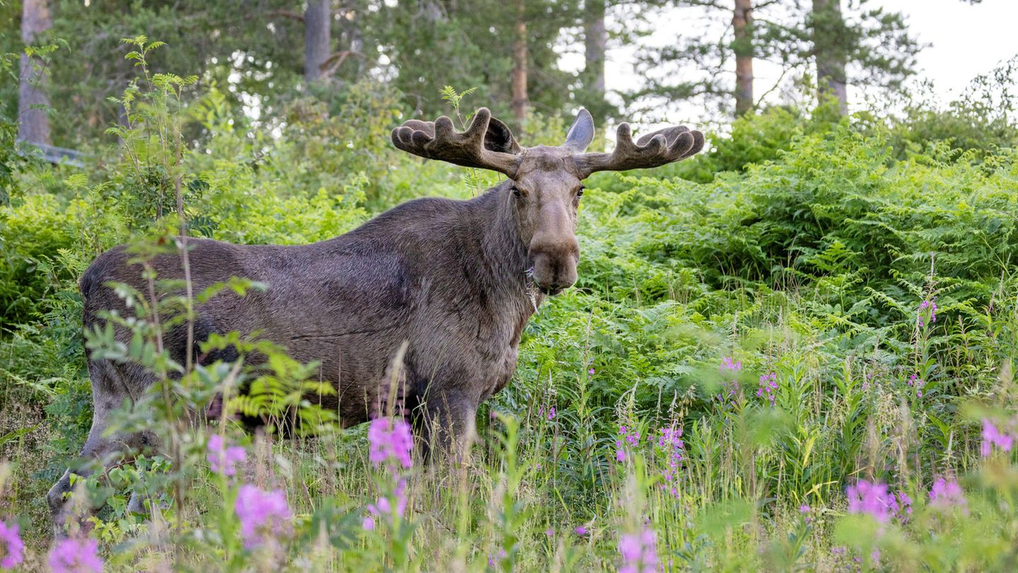 City in Sweden sells off building land – plots for a few cents