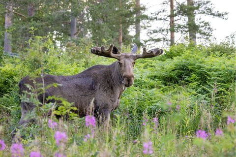 Die Elche in der Region von Götene in Schweden werden vermutlich ein paar neue Nachbarn bekommen
