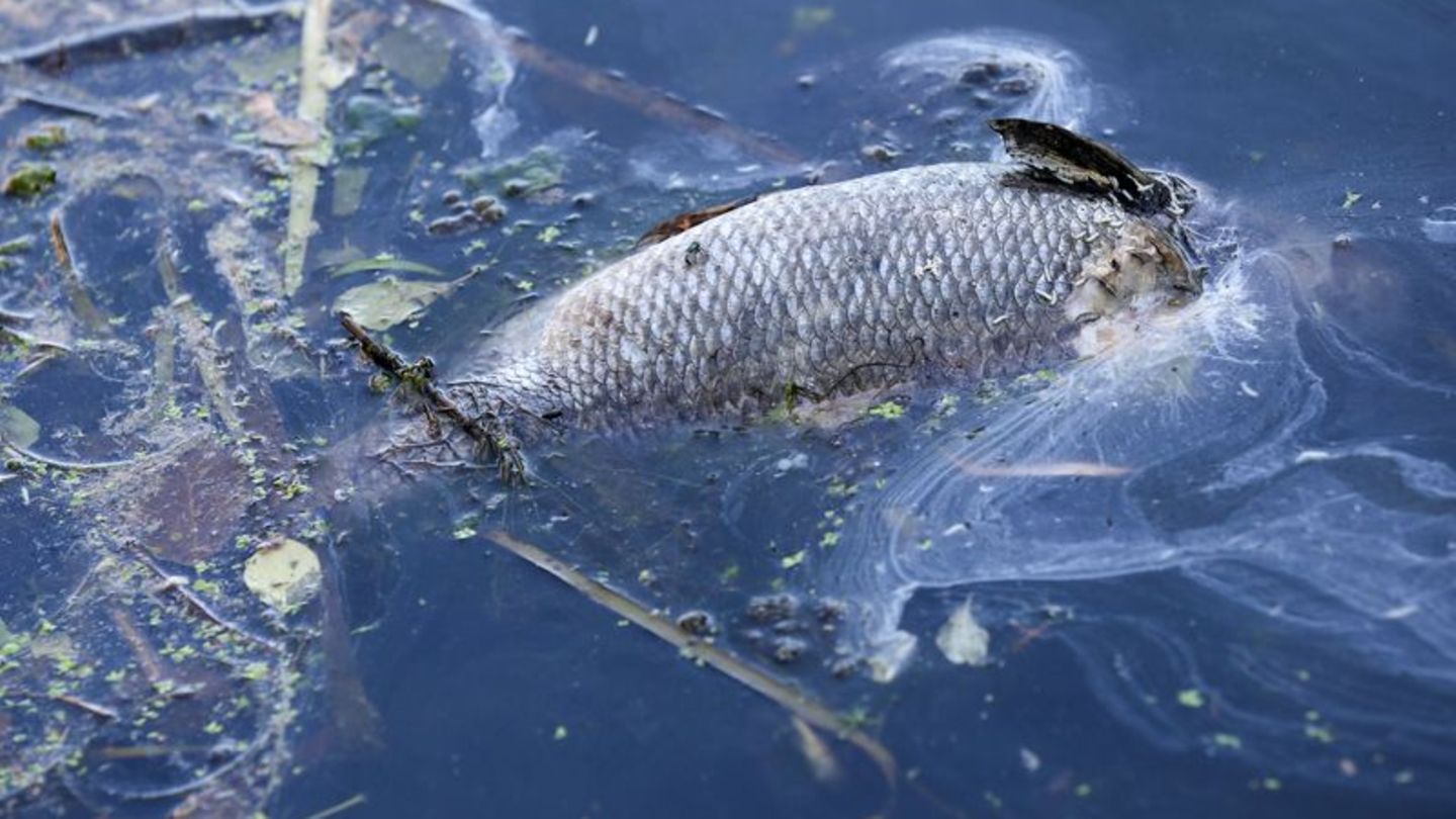 Umwelt: Tote Fische werden aus Osterbekkanal gefischt