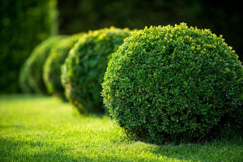 Park mit Sträuchern und grünen Rasenflächen