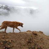 Hundel der vor Nebel im Grenzgebirge zwischen Iran und Irak läuft