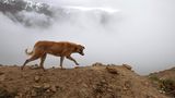 Hundel der vor Nebel im Grenzgebirge zwischen Iran und Irak läuft