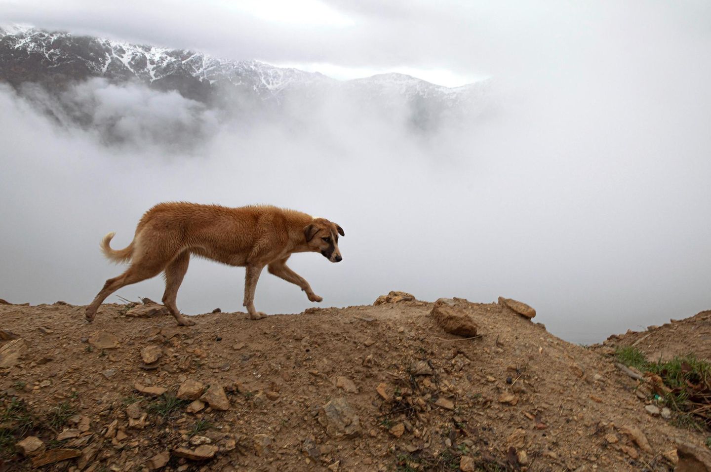 Hundel der vor Nebel im Grenzgebirge zwischen Iran und Irak läuft