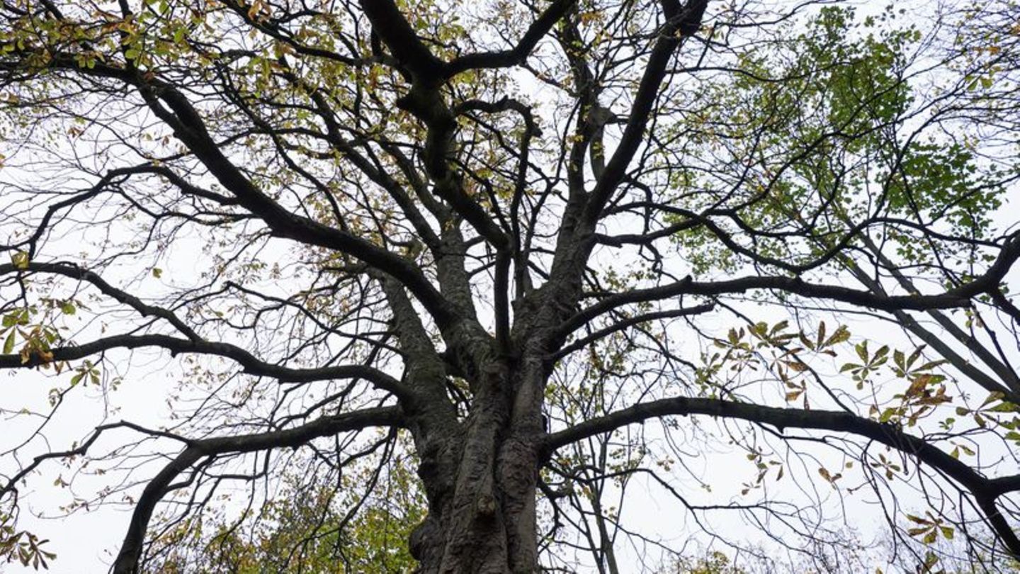 Vandalismus: Stadtbäume in Saarlouis beschädigt und zerstört