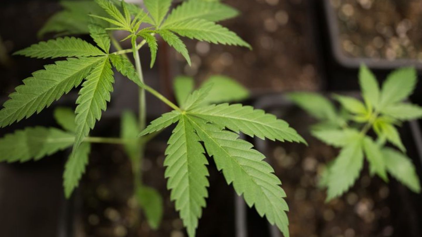 Stichtag 1. Juli: Erst wenige Anträge für Cannabis-Anbauvereinigungen