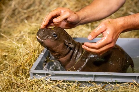 Der Zwergflusspferd-Nachwuchs im Berliner Zoo wird zum ersten Mal gebadet