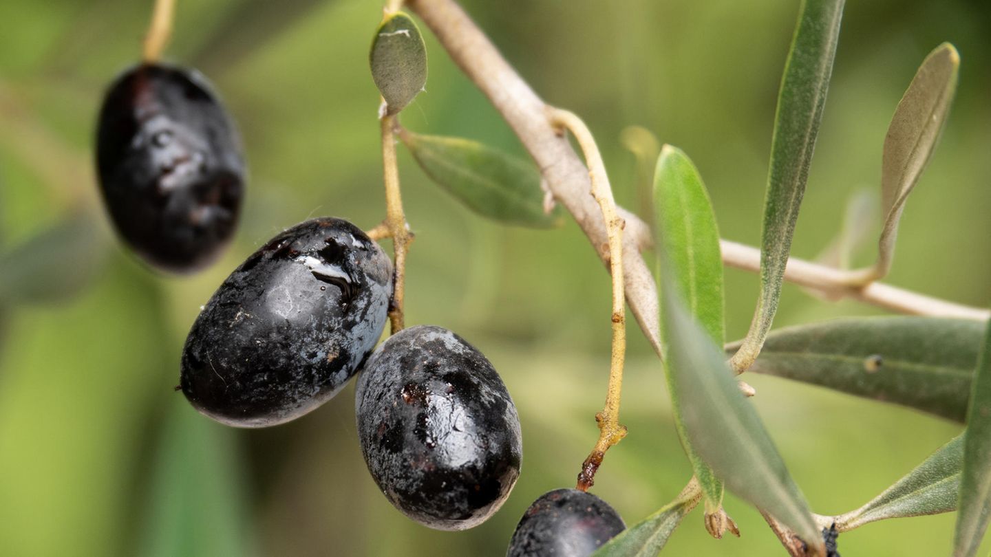 Steigende Preise: Spurensuche in Spanien: Warum Olivenöl so teuer geworden ist