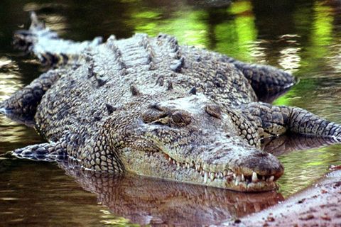 Ein Salzwasserkrokodil